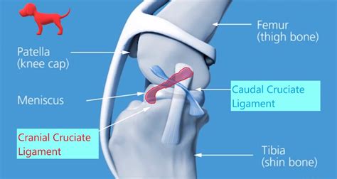 canine cruciate tear test|canine cruciate ligament injury vet.